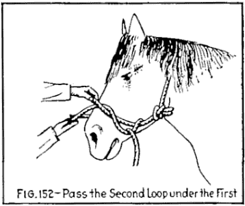 Illustration: FIG. 152—Pass the Second Loop under the First.